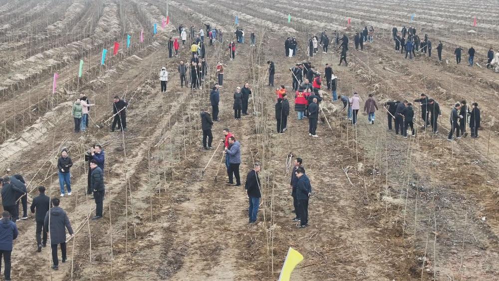 市四大班子领导参加2026年春季义务植树活动